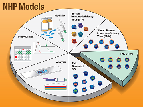 pie chart showing NHP models