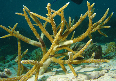 staghorn coral