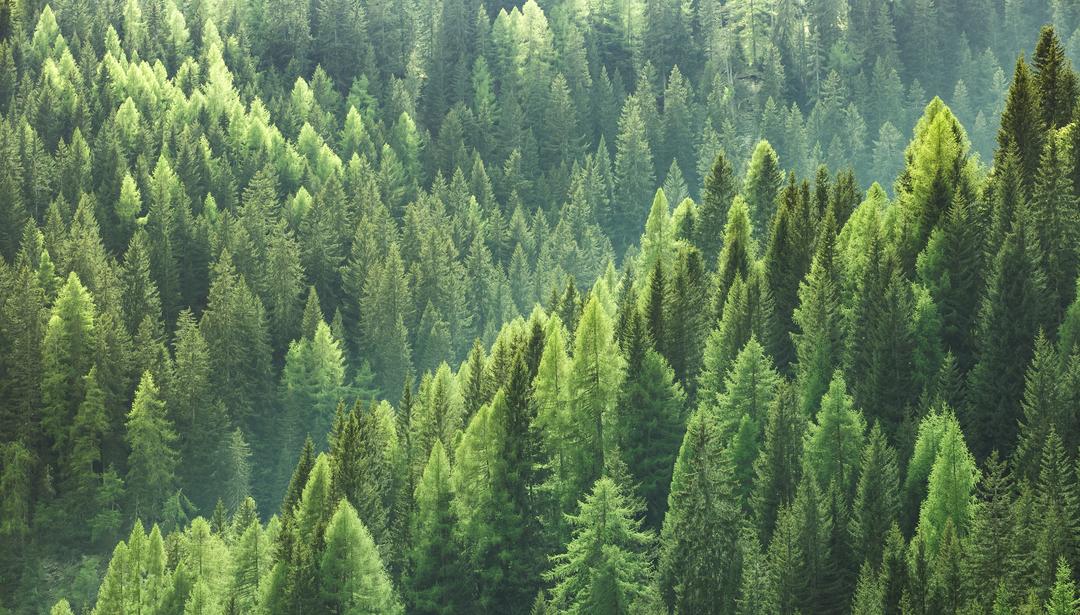 sustainability