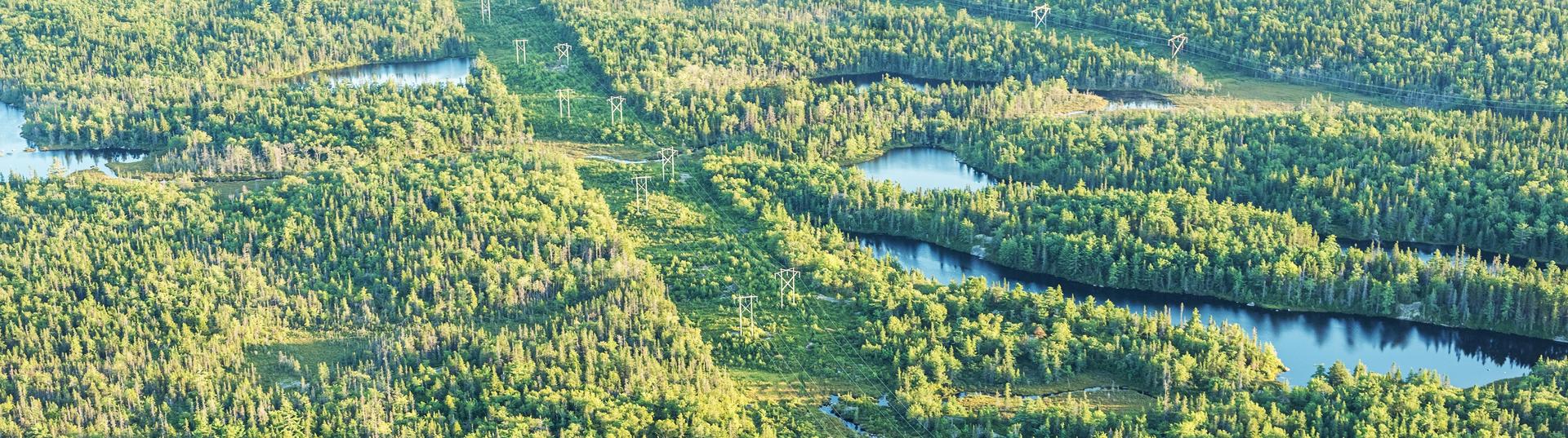 Utility Vegetation Management