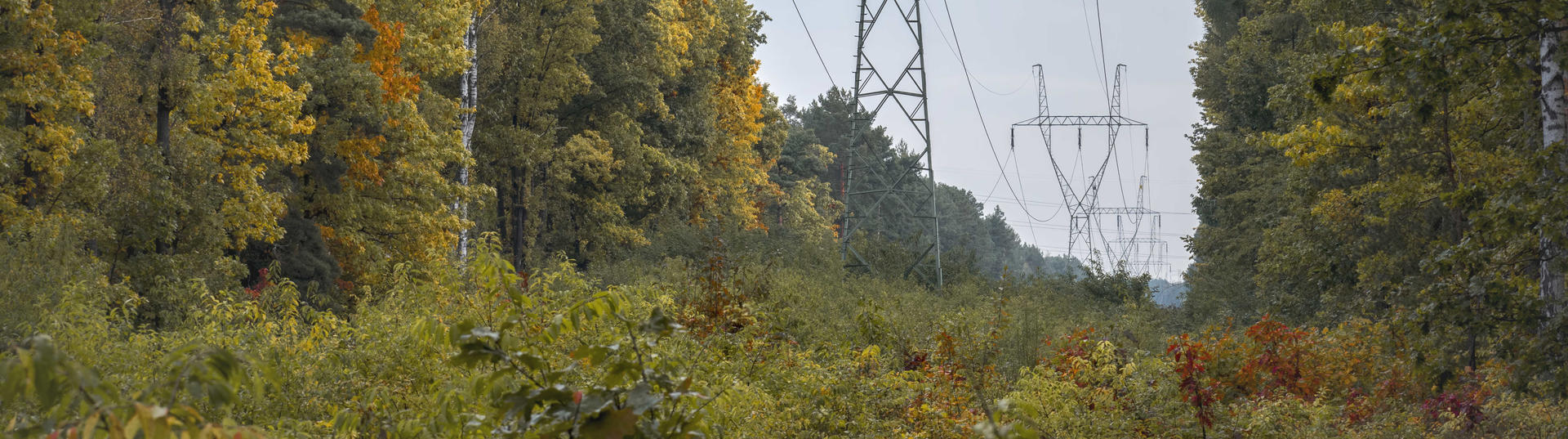 Transmission line clearance in forested area