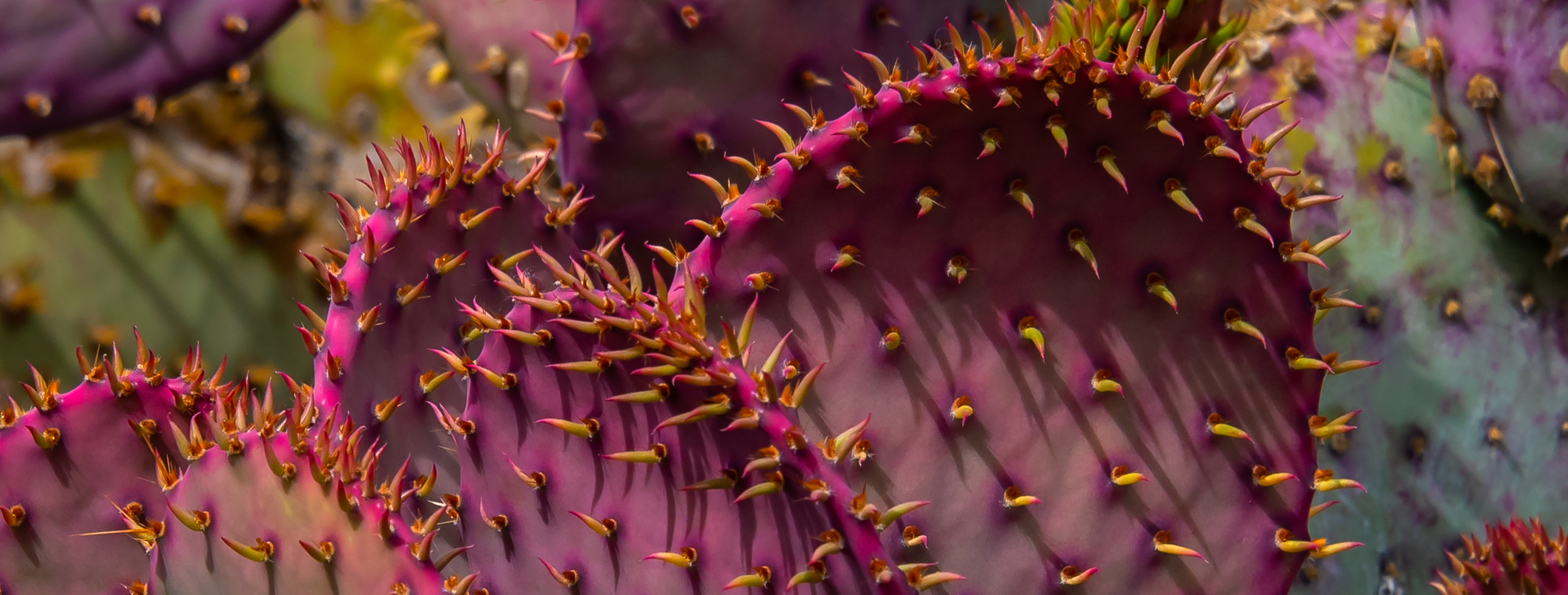 purple cactus close up image