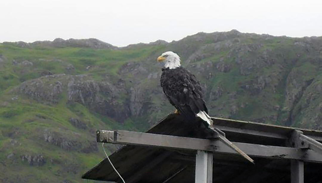 Adak eagle