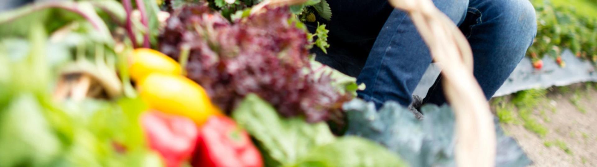 family with basket of fresh produce