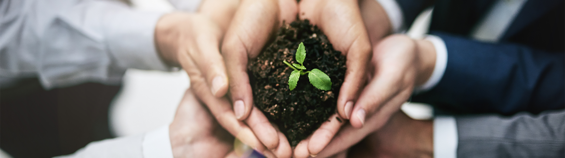 a group of hands cupped together holding soil with a seedling