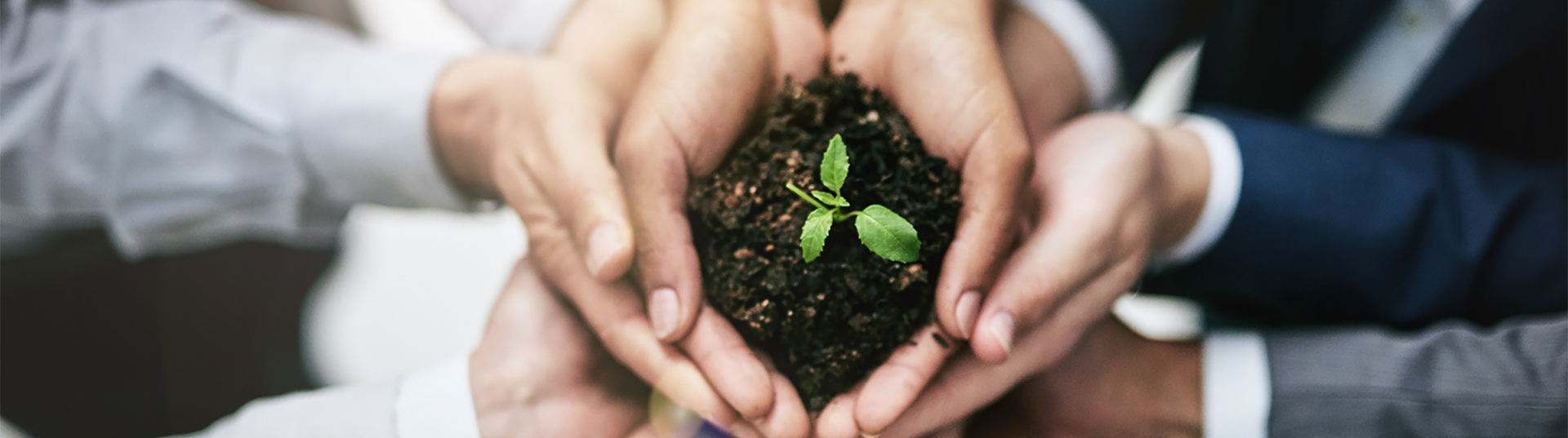 a group of hands cupped together holding soil with a seedling