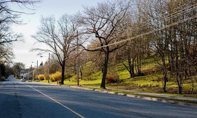 Distribution lines running through tree canopy