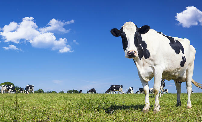 Cows standing in a field