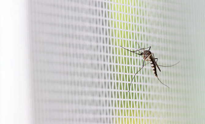 mosquito on netting 