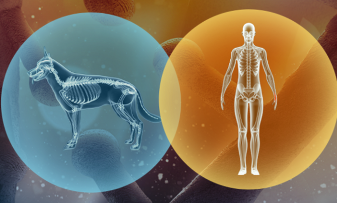 A dog skeleton and a human skeleton