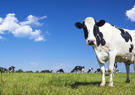 Cows standing in a field