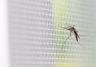 mosquito on netting 