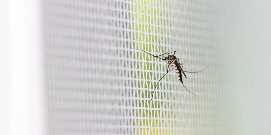 mosquito on netting