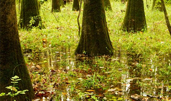 trees in a lake