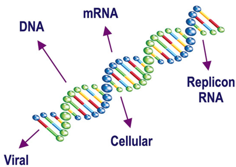 Gene Therapy Engineering
