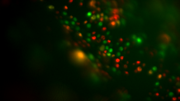 red and green lights